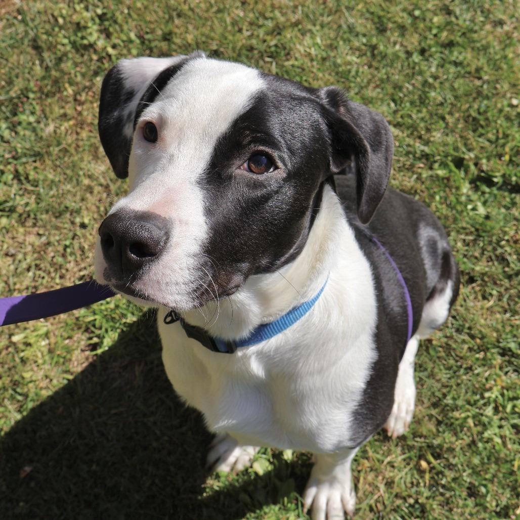 Dobson, Adoptable, Young Male Pit Bull Terrier & Mixed Breed.