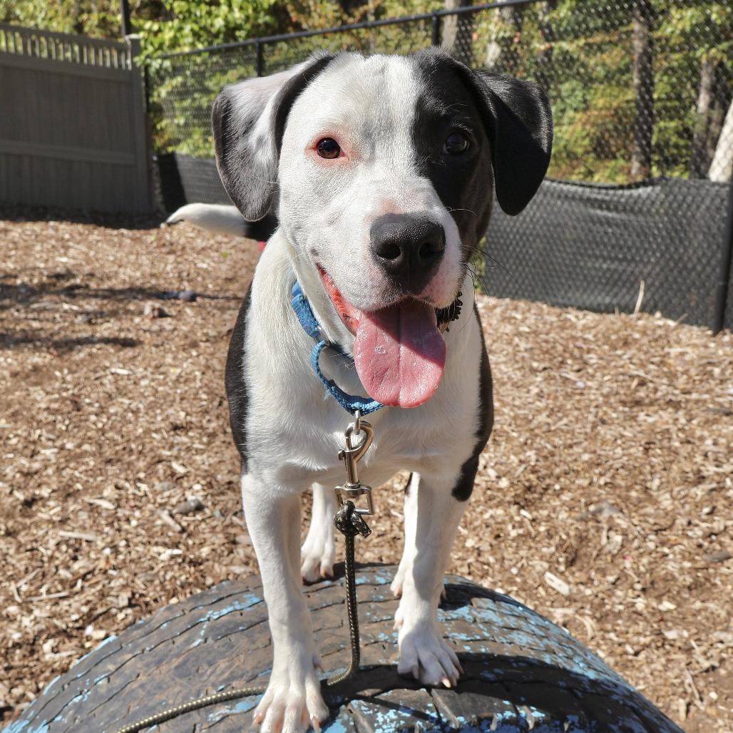 Enlarge Dobson, a Adoptable mixed breed in Briarcliff Manor, NY image 2/2