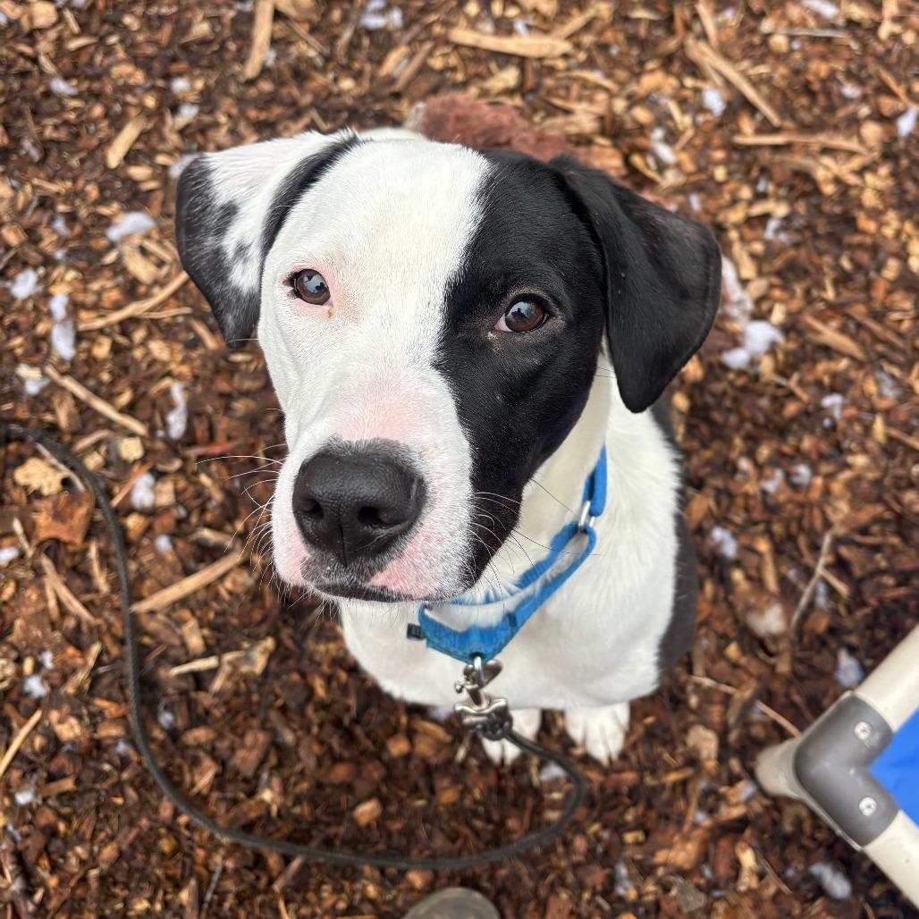 Enlarge Dobson, a Adoptable mixed breed in Briarcliff Manor, NY image 4/6