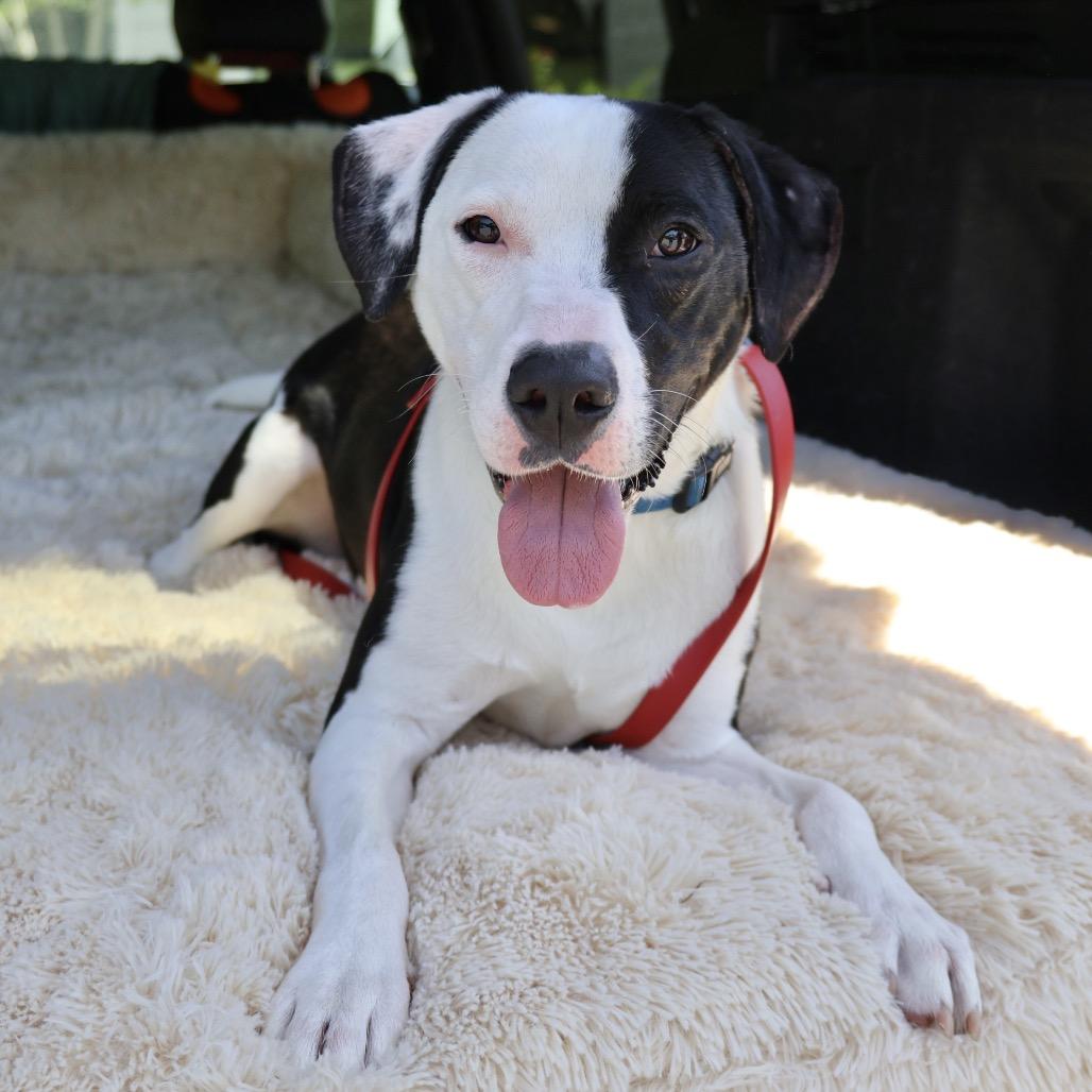 Enlarge Dobson, a Adoptable mixed breed in Briarcliff Manor, NY image 5/6