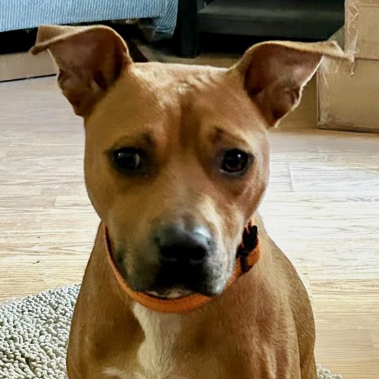 Rudy, Adoptable, Young Male Terrier & Mixed Breed.