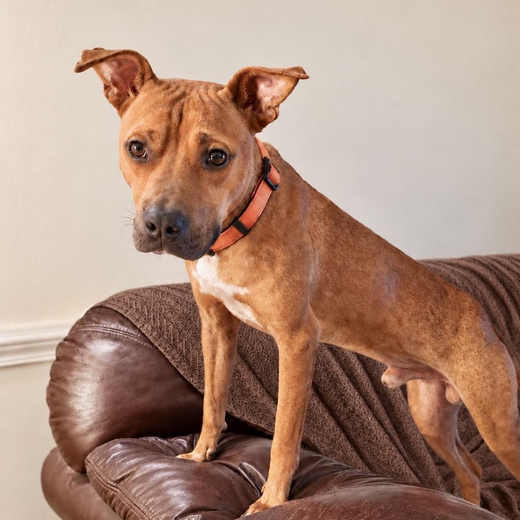 Enlarge Rudy, a Adoptable mixed breed in Little Rock, AR image 2/6