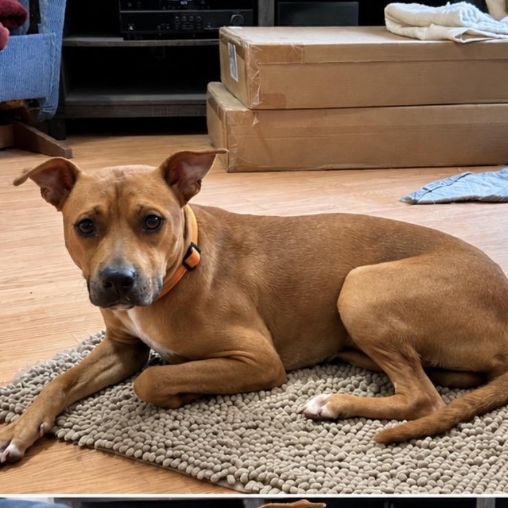 Enlarge Rudy, a Adoptable mixed breed in Little Rock, AR image 3/6