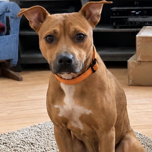 Enlarge Rudy, a Adoptable mixed breed in Little Rock, AR image 4/6