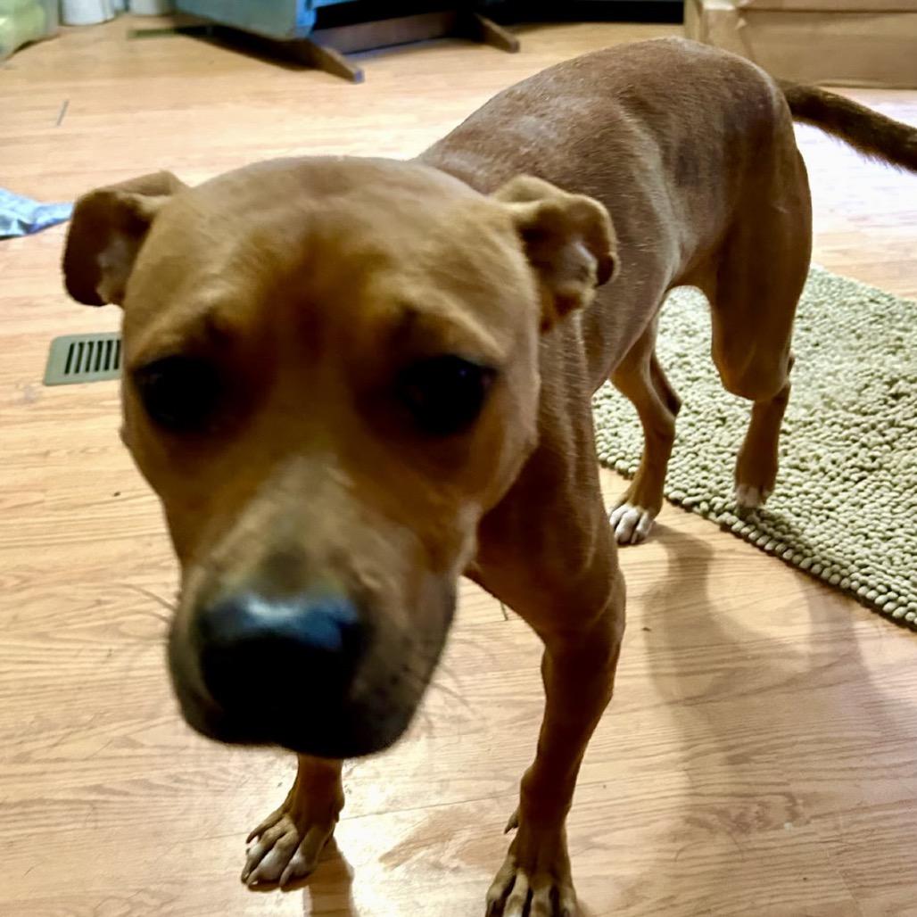 Enlarge Rudy, a Adoptable mixed breed in Little Rock, AR image 5/6