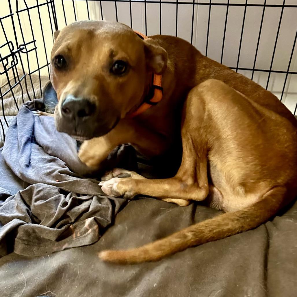 Enlarge Rudy, a Adoptable mixed breed in Little Rock, AR image 6/6