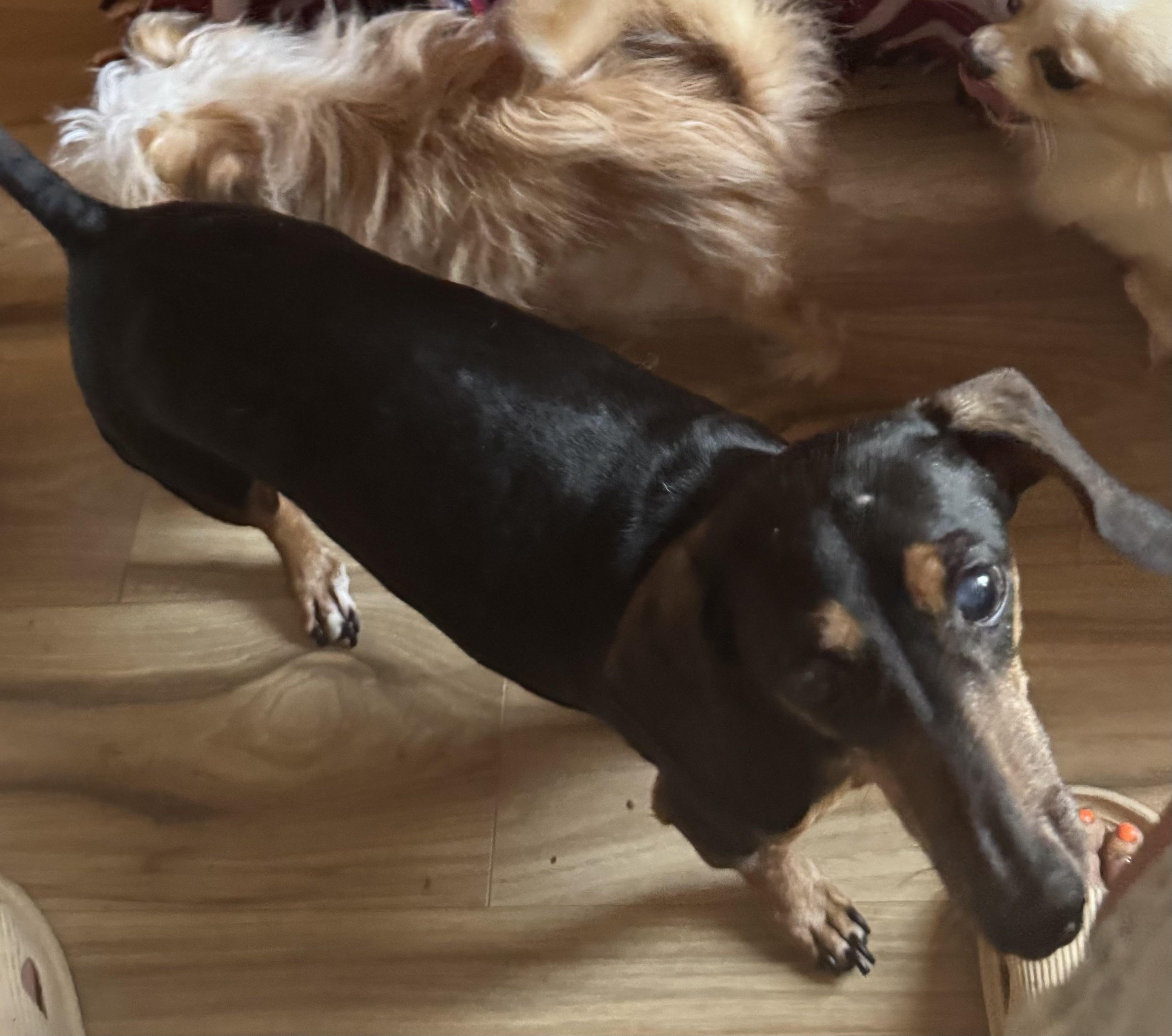 Bing, an adoptable Dachshund in Glenwood City, WI, 54013 | Photo Image 3