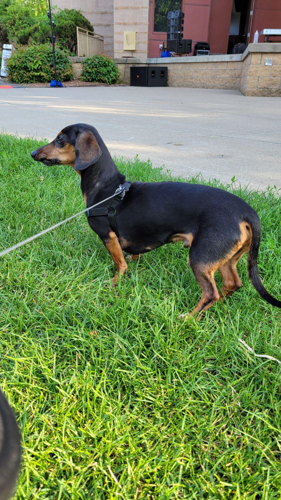 Bing, Senior Male unknown