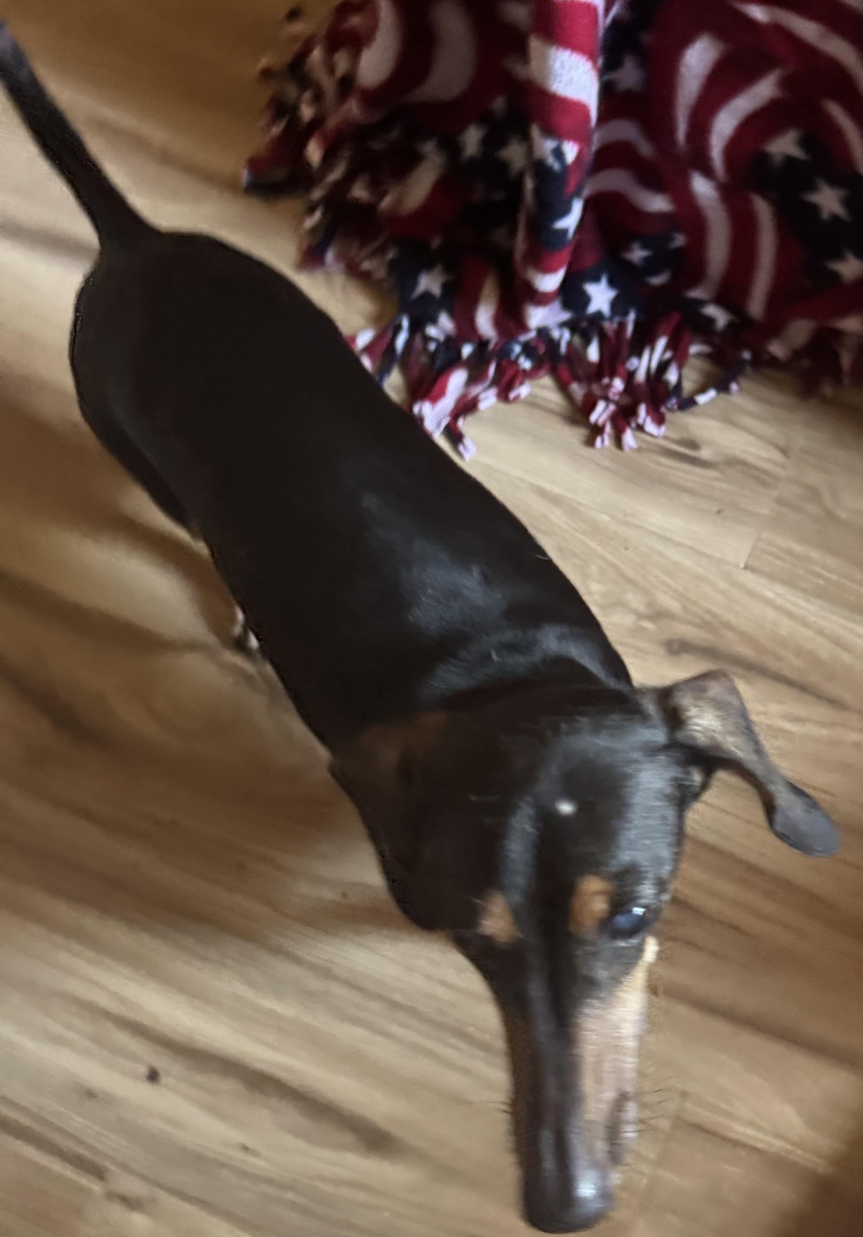 Bing, an adoptable Dachshund in Glenwood City, WI, 54013 | Photo Image 2