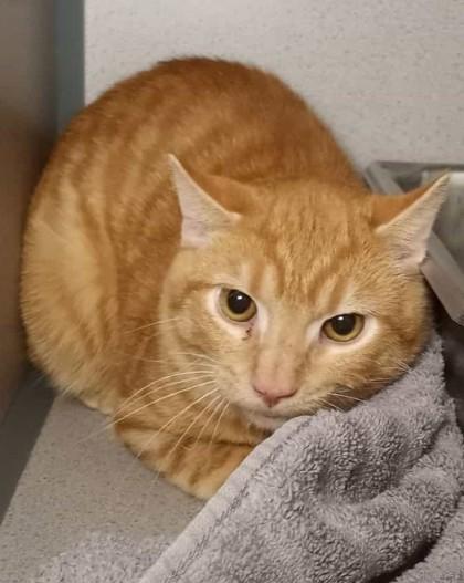 Grinch (Barn Cat), ADOPTABLE, Young Male Domestic Short Hair.