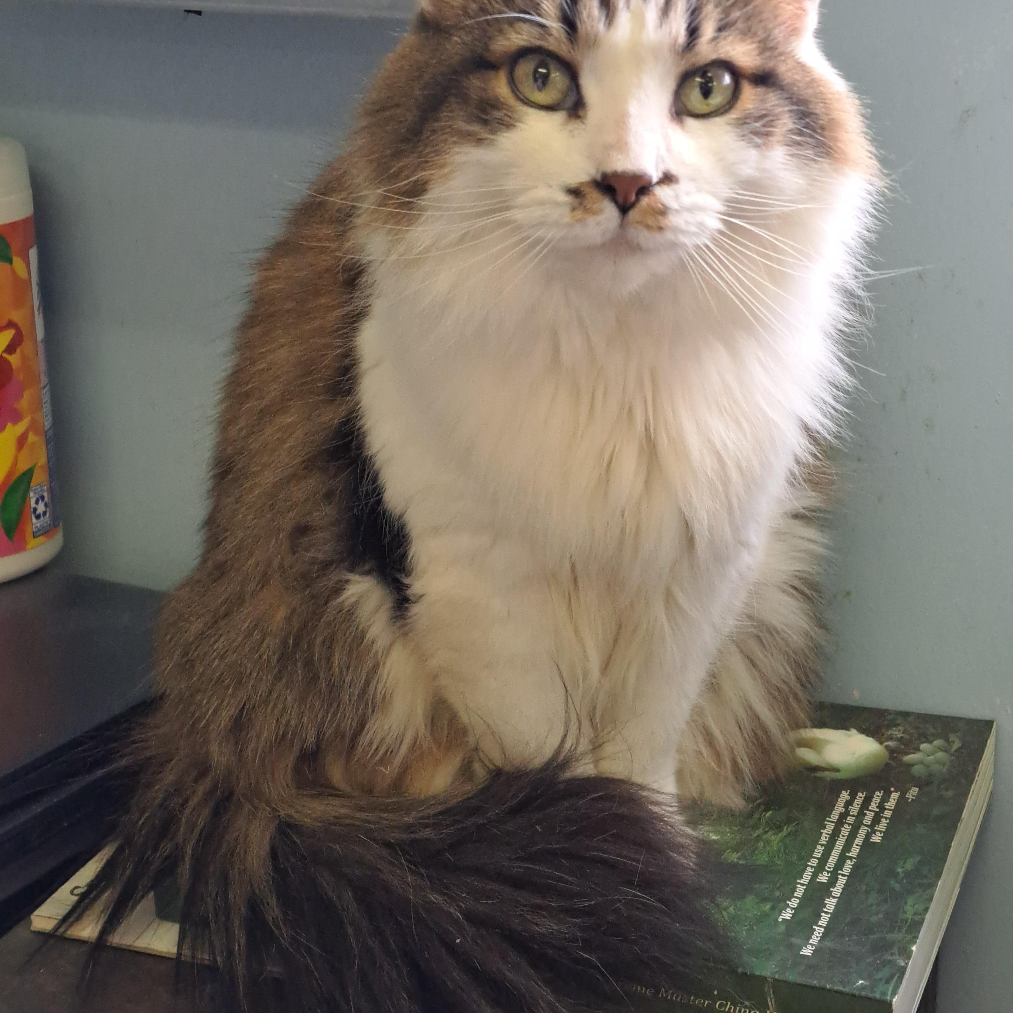 Wendy, Adoptable, Senior Female Tabby & Domestic Short Hair.