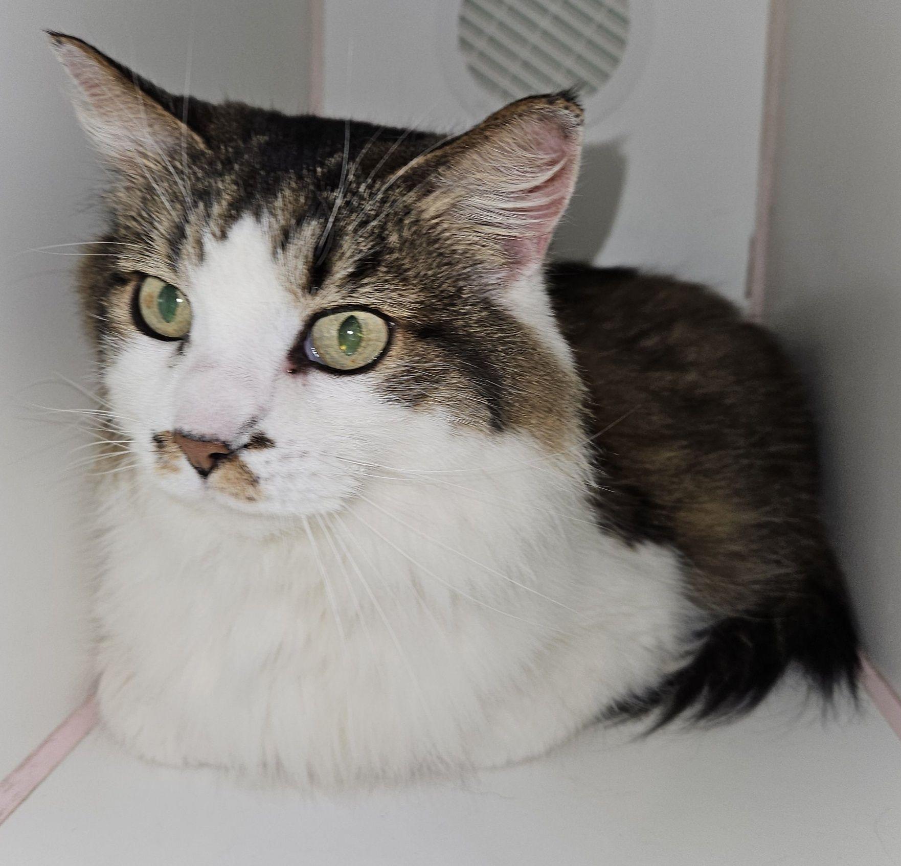 Wendy, a Adoptable mixed breed in Lawrenceburg, KY image 2/2