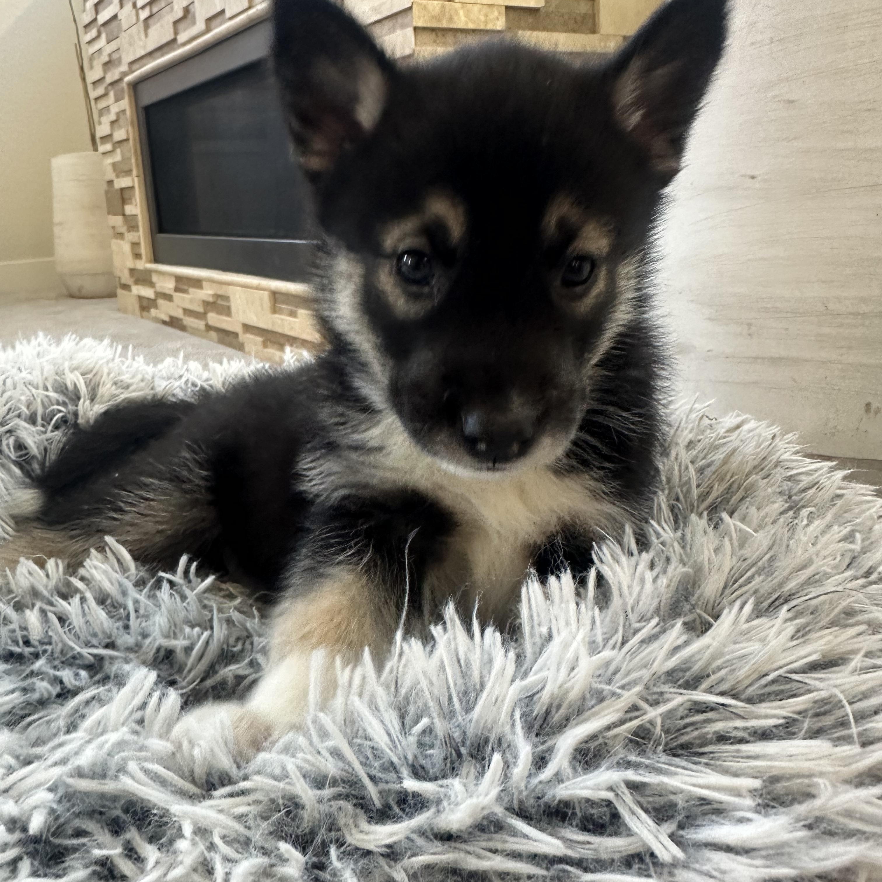 Cheddar, adopted, Puppy Male Shepherd & Husky.