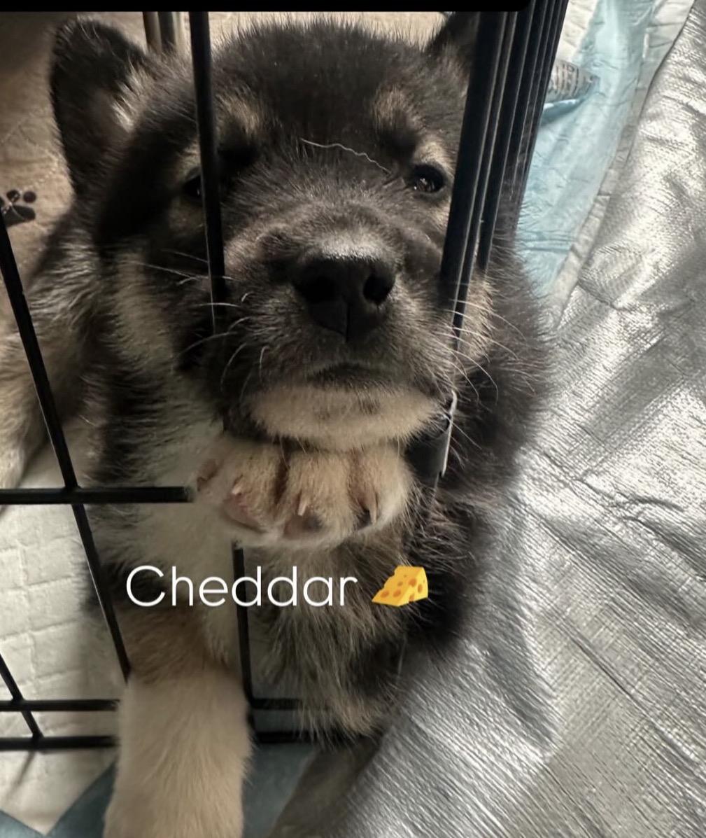 Cheddar, an adopted mixed breed in Commerce City, CO image 3/5