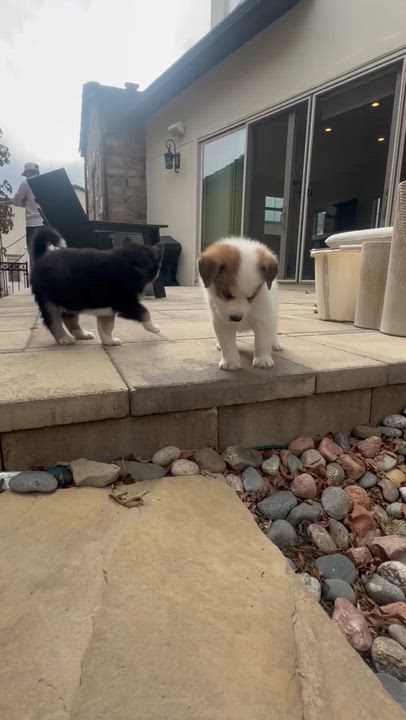 Enlarge Cheddar, an adopted mixed breed in Commerce City, CO video 5/5