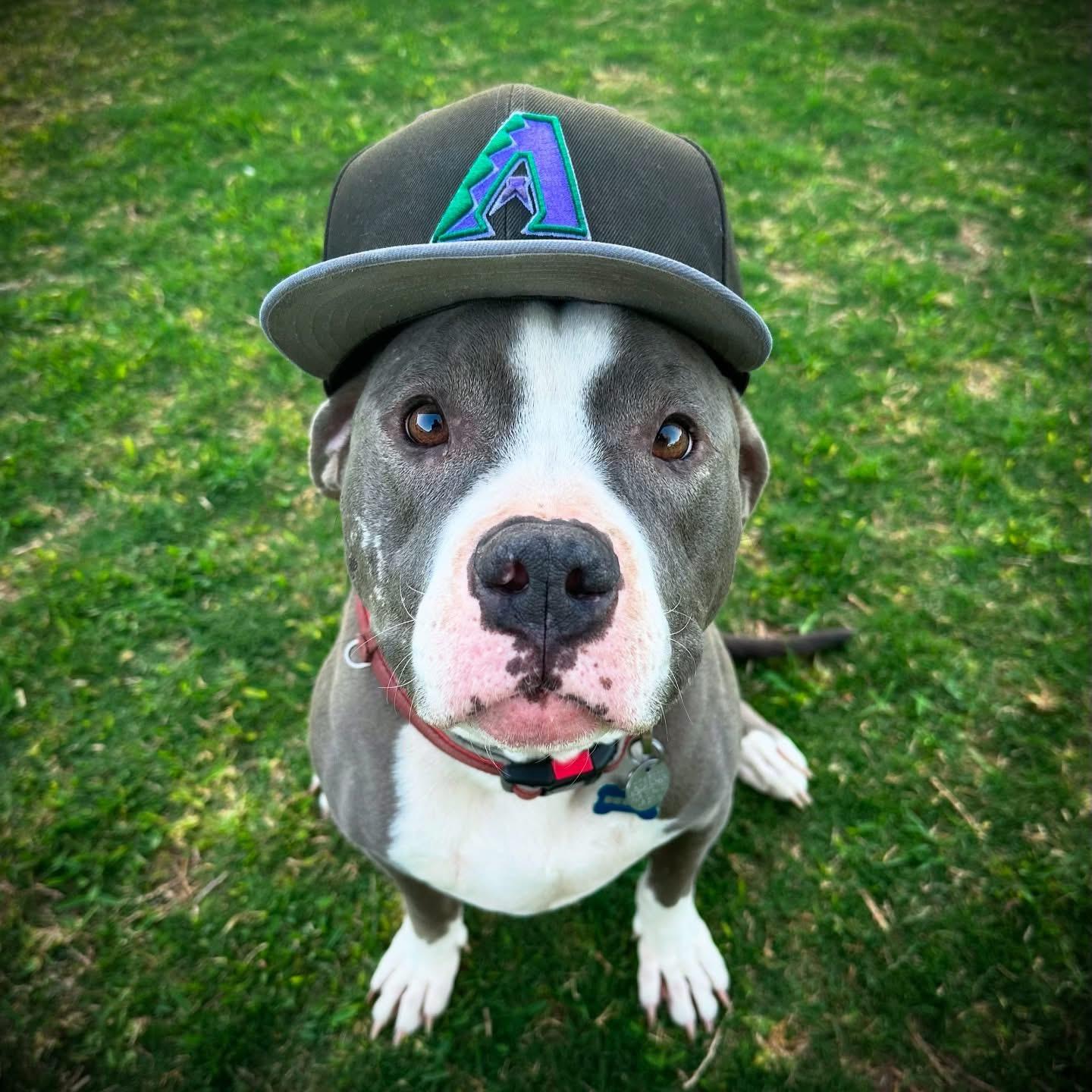 Breeze, a Adoptable Pit Bull Terrier in Peoria, AZ image 5/6