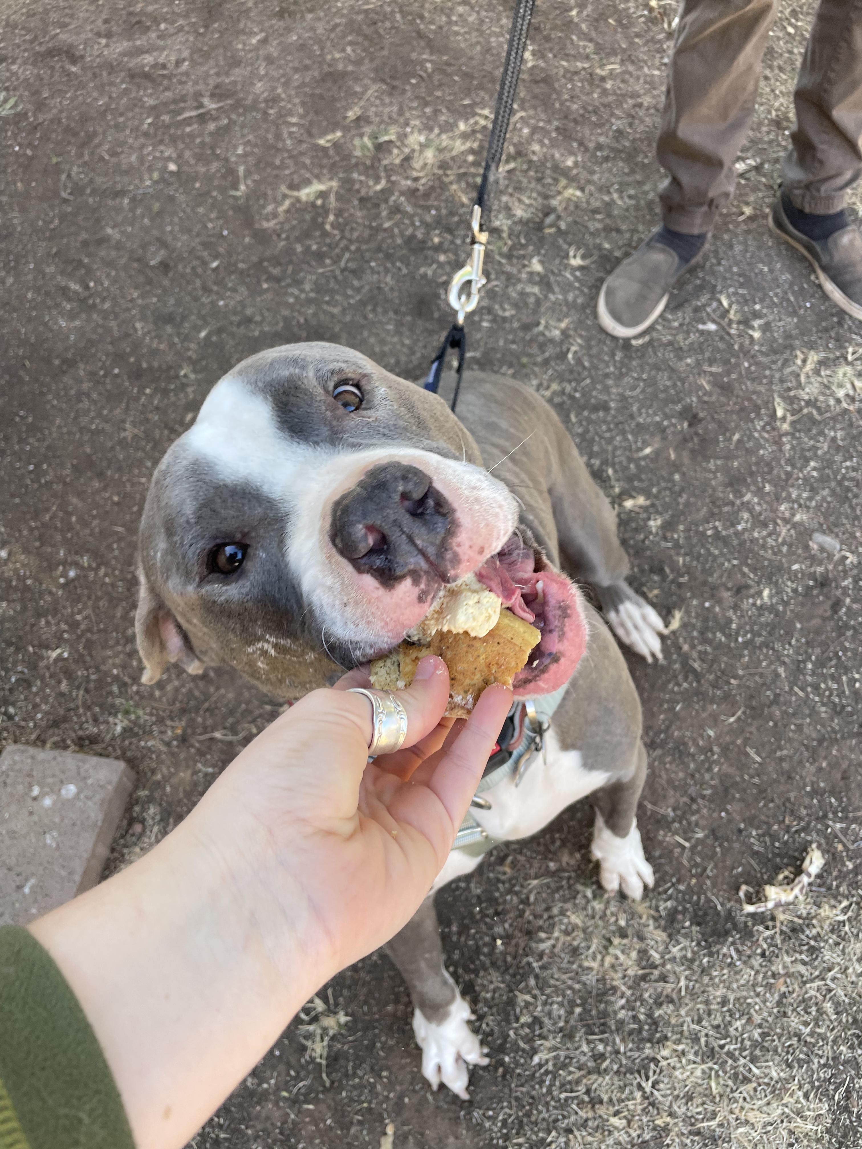Breeze, a Adoptable Pit Bull Terrier in Peoria, AZ image 6/6