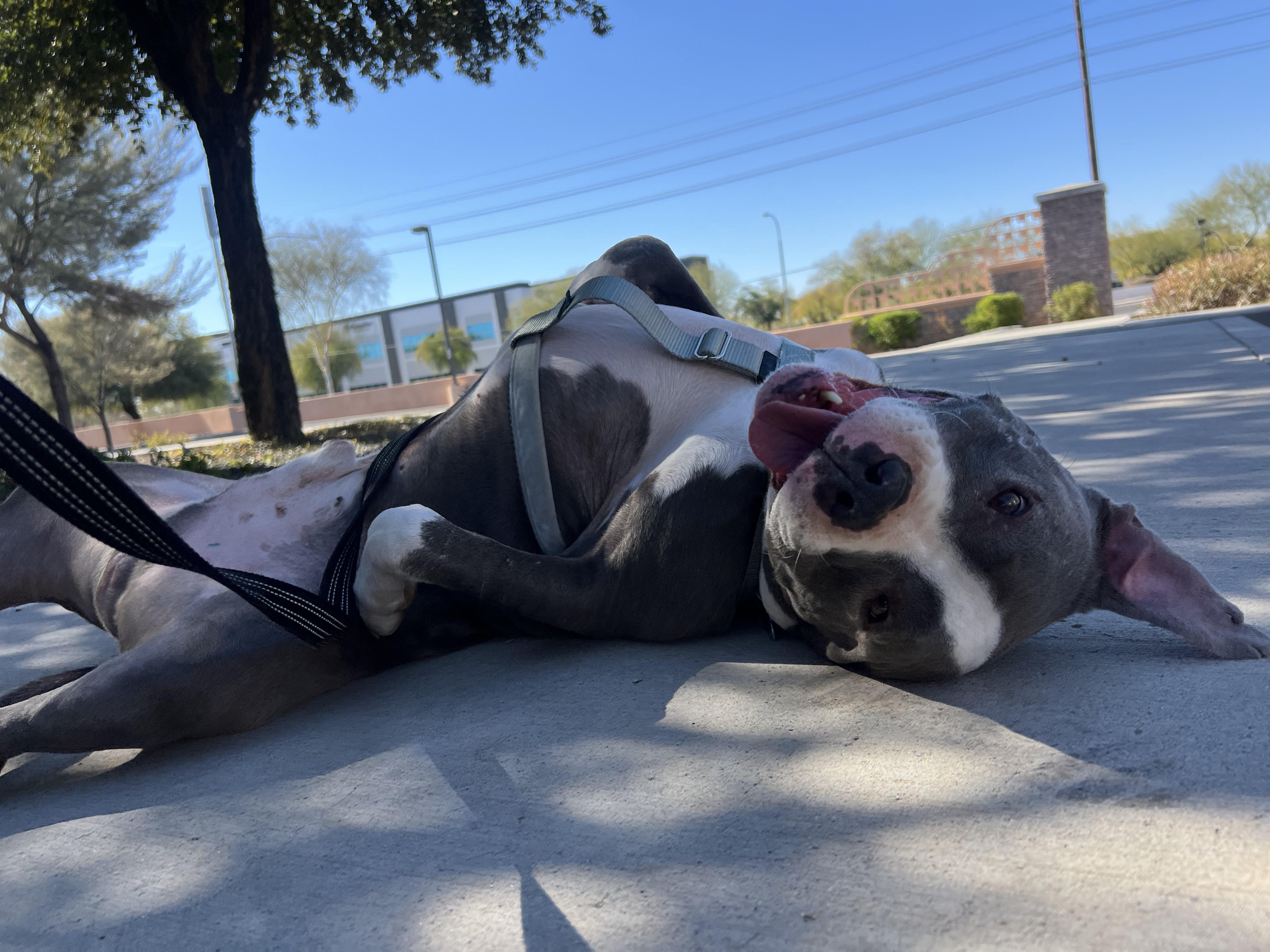 Breeze, a Adoptable Pit Bull Terrier in Peoria, AZ image 4/6
