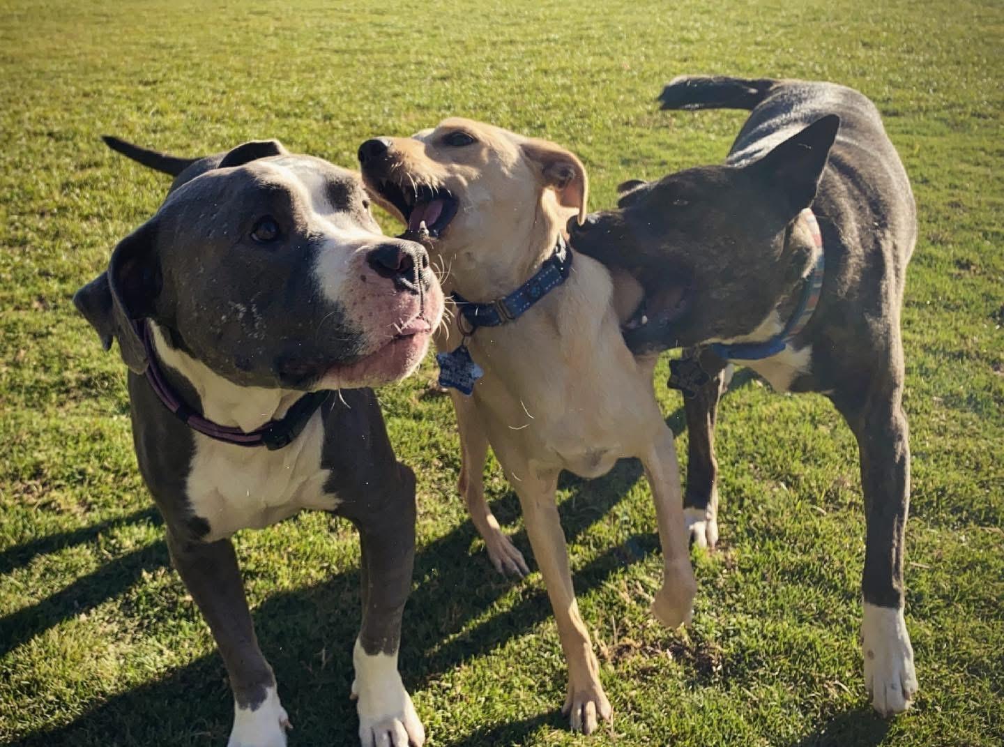 Breeze, a Adoptable Pit Bull Terrier in Peoria, AZ image 2/6