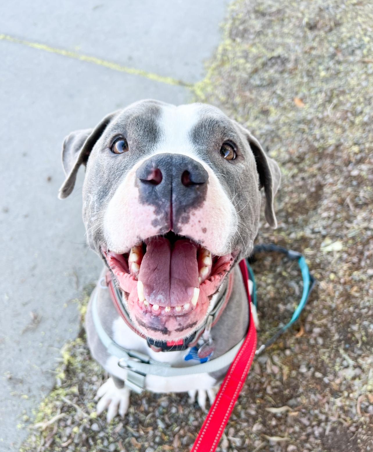 Breeze, a Adoptable Pit Bull Terrier in Peoria, AZ image 1/6