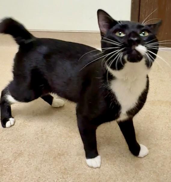 Bob, ADOPTABLE, Adult Male Domestic Short Hair.