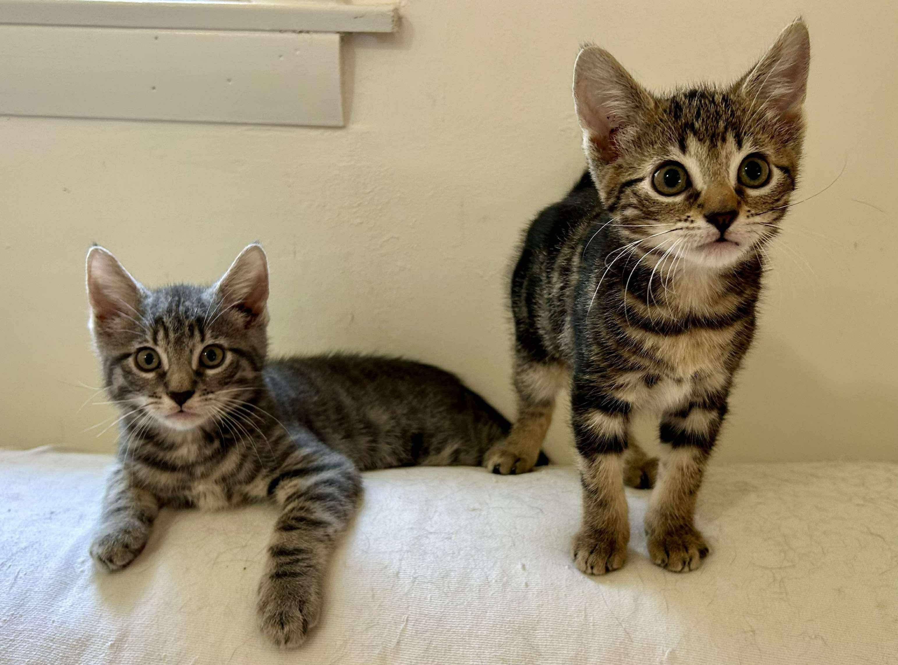 Maverick & Mila