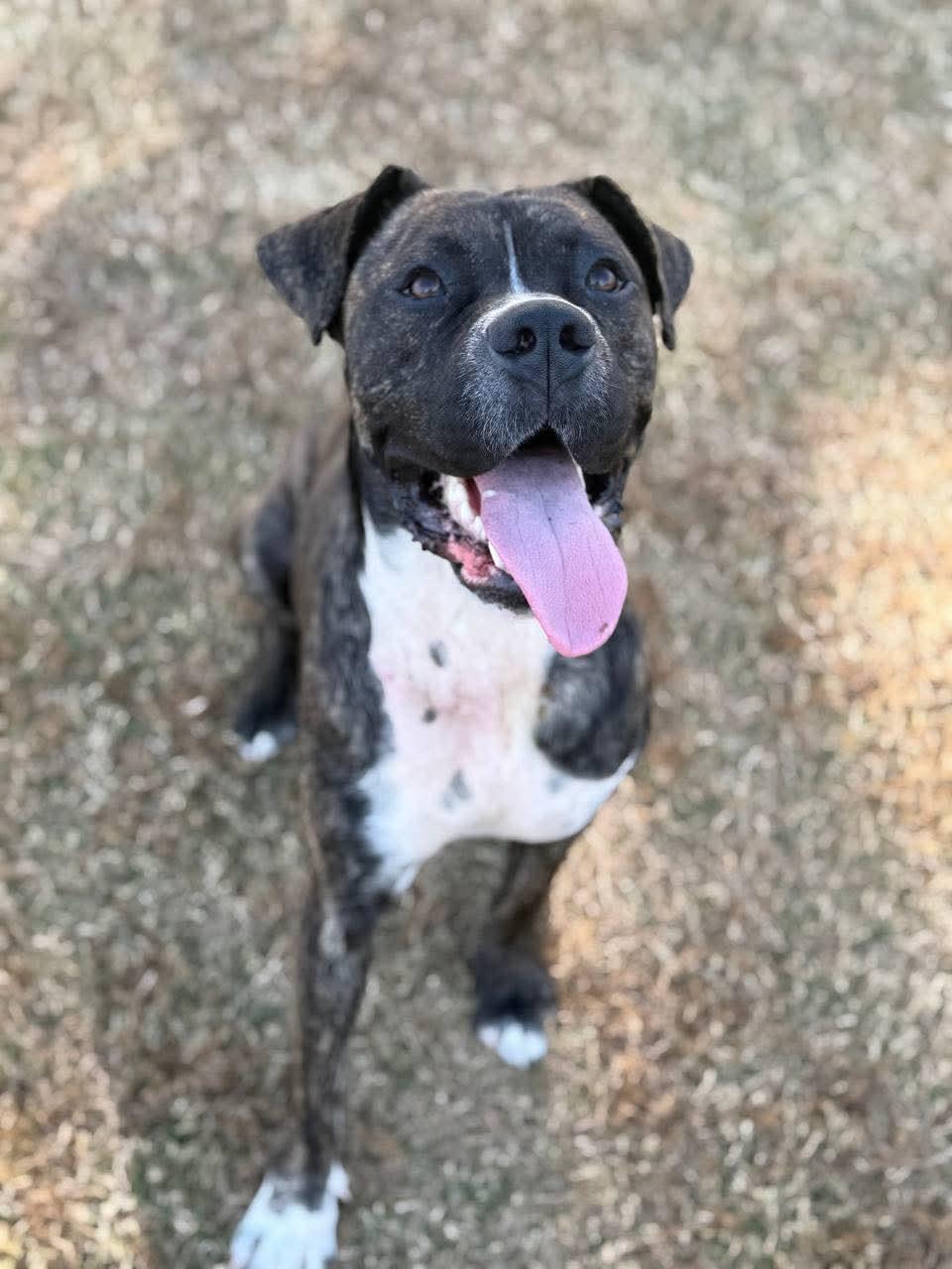 Enlarge Ace, a Adoptable mixed breed in Macclesfield, NC image 2/3