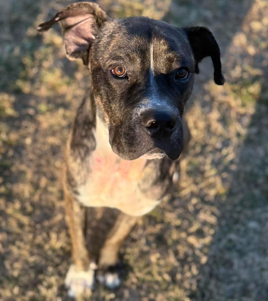 Ace, Adoptable, Young Male Boxer.