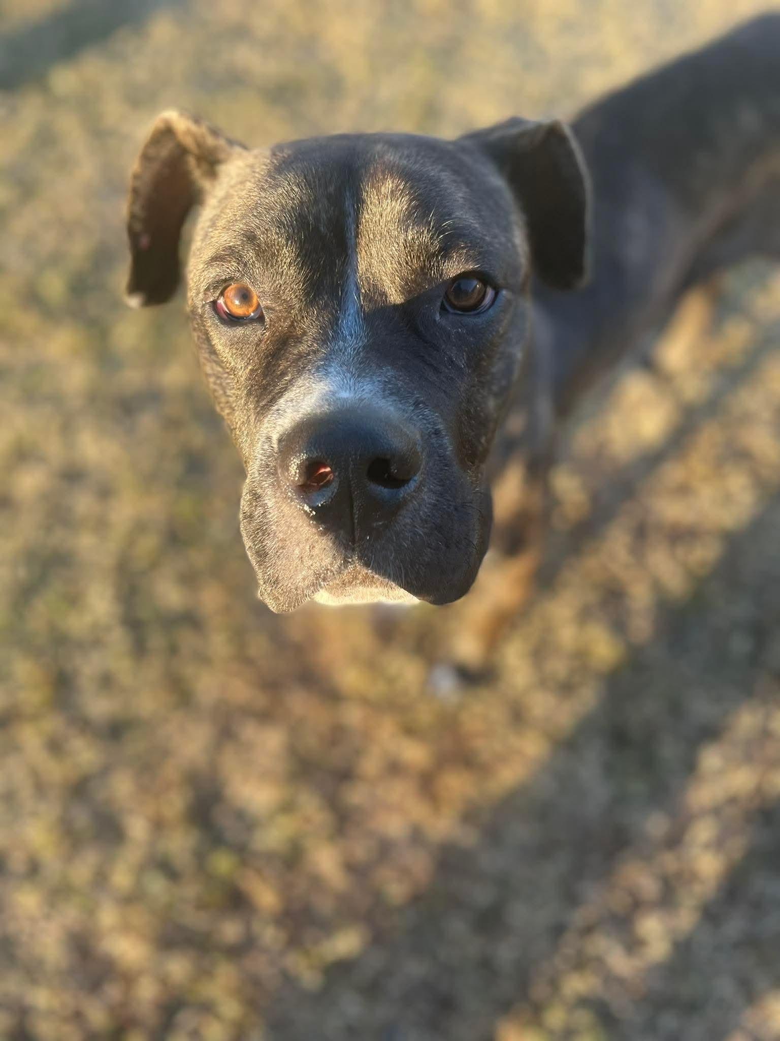 Enlarge Ace, a Adoptable mixed breed in Macclesfield, NC image 3/3