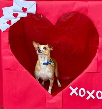 Big Ed, Adoptable, Young Male Cardigan Welsh Corgi & Chihuahua.