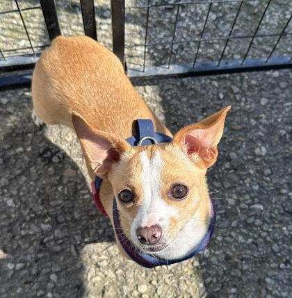 Big Ed, a Adoptable mixed breed in Visalia, CA image 2/3