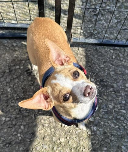 Big Ed, a Adoptable mixed breed in Visalia, CA image 3/3