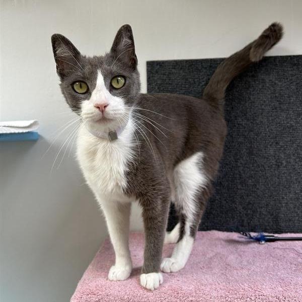 Moon, Adoptable, Adult Female Domestic Short Hair.