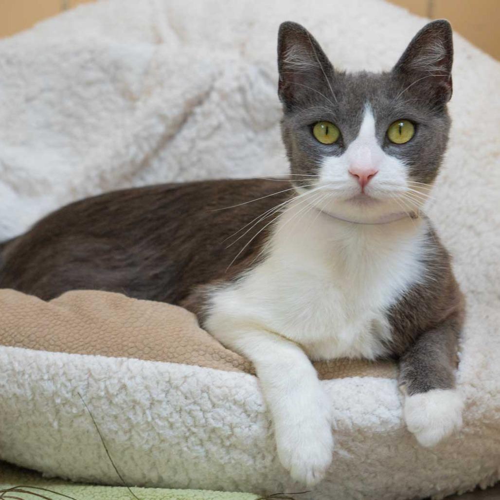 Enlarge Moon, a Adoptable Domestic Short Hair in Long Beach, CA image 2/5