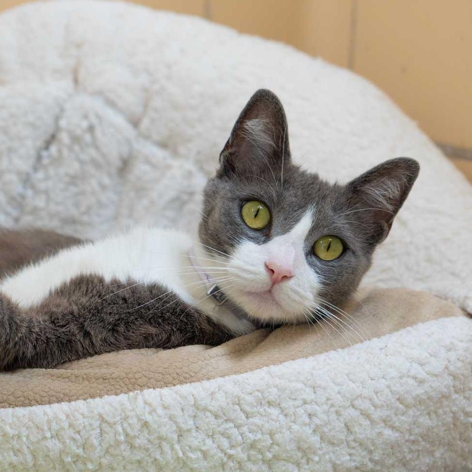 Enlarge Moon, a Adoptable Domestic Short Hair in Long Beach, CA image 3/5