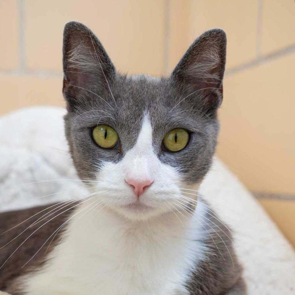 Enlarge Moon, a Adoptable Domestic Short Hair in Long Beach, CA image 4/5