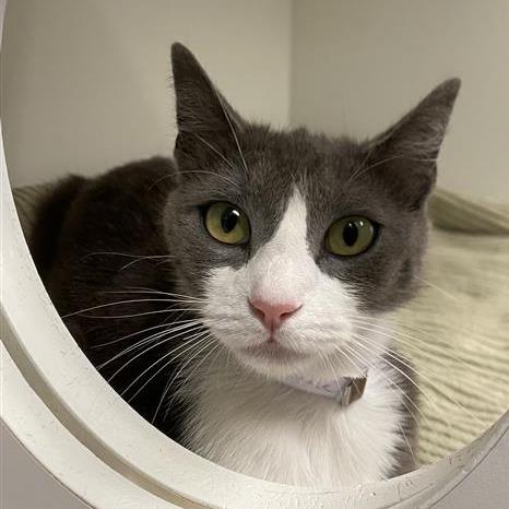 Enlarge Moon, a Adoptable Domestic Short Hair in Long Beach, CA image 5/5
