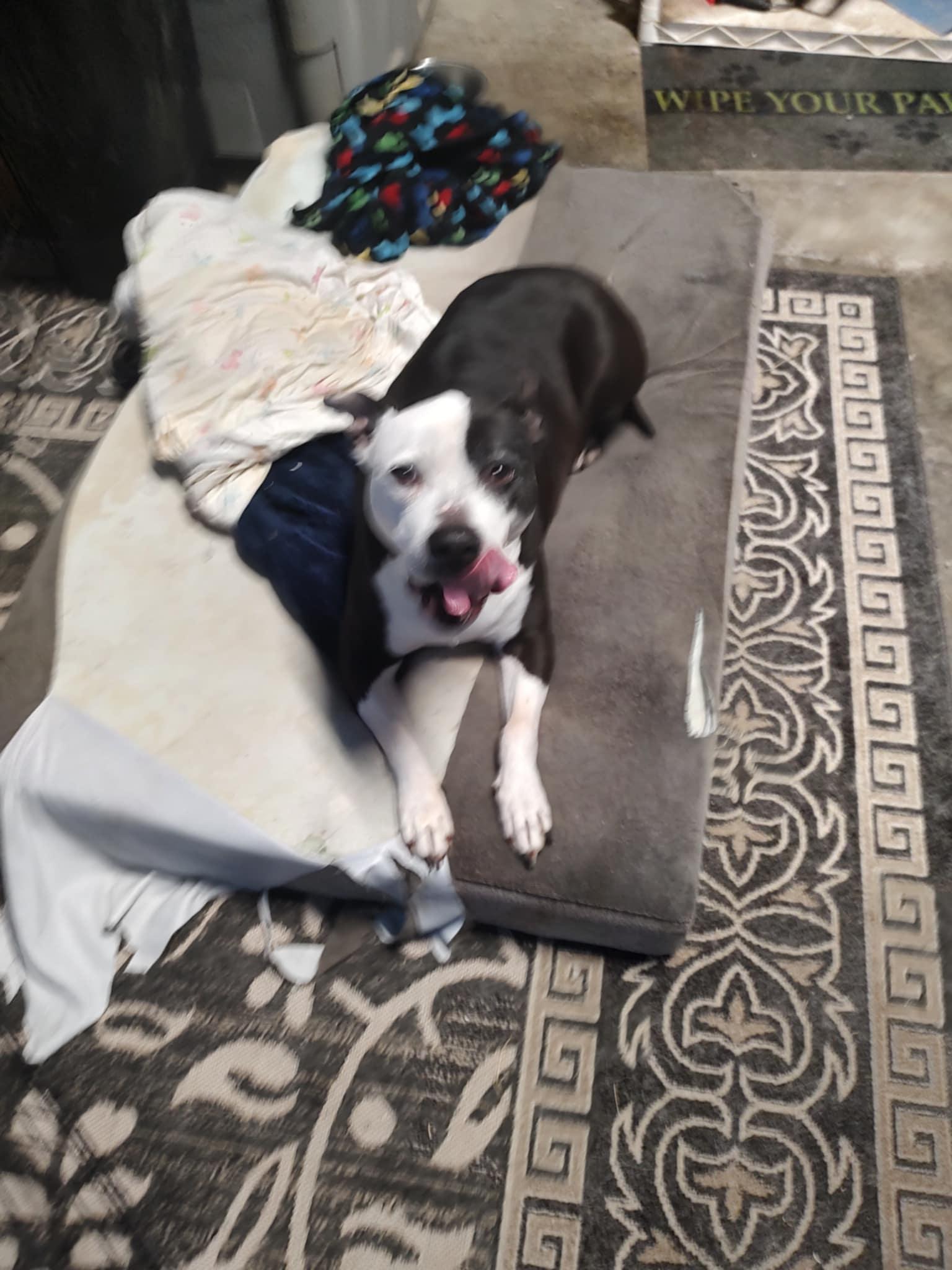 Enlarge Miho, a Adoptable Pit Bull Terrier in Union Beach, NJ image 1/2