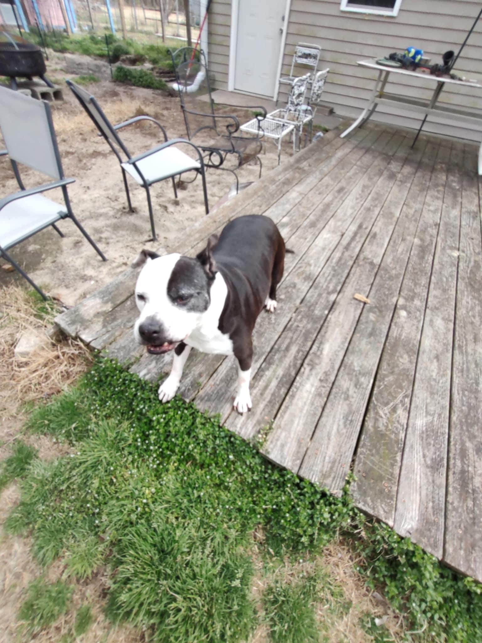 Enlarge Miho, a Adoptable Pit Bull Terrier in Union Beach, NJ image 2/2