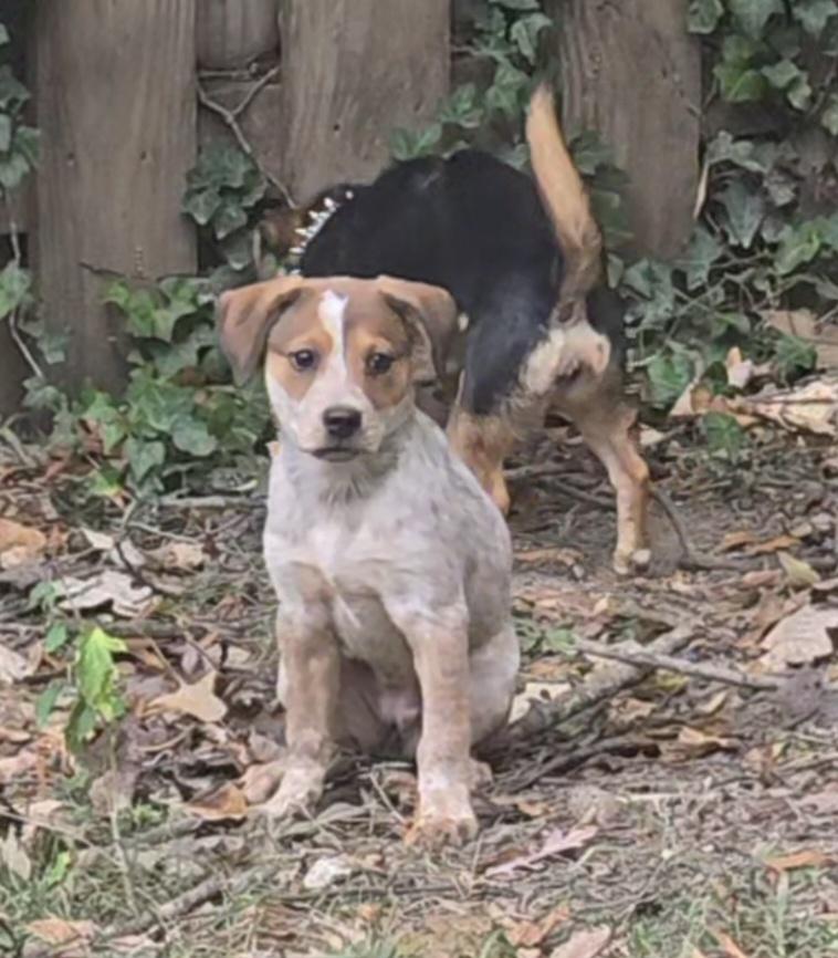 Celexa, Adopted, Puppy Female Australian Cattle Dog / Blue Heeler.