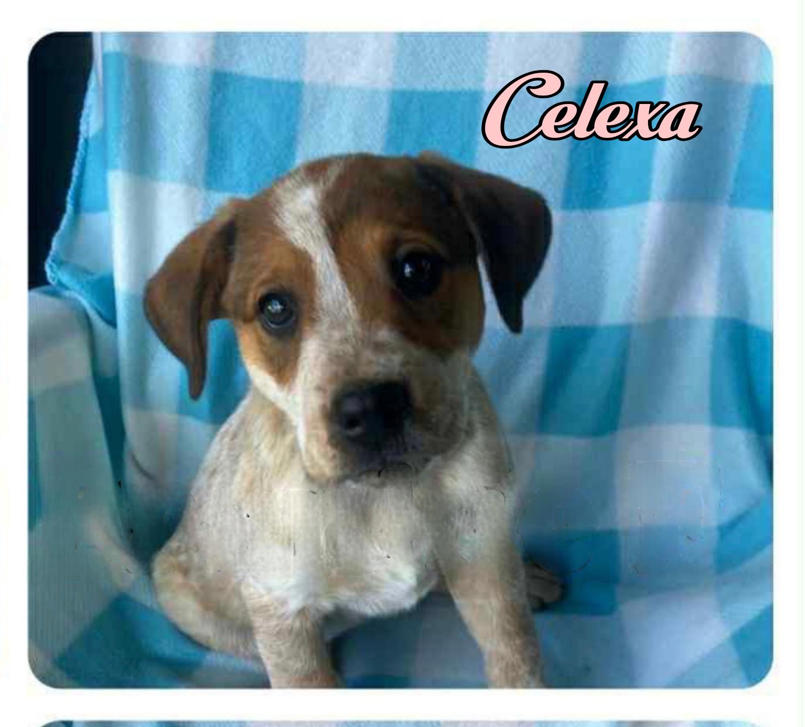 Enlarge Celexa, a Adopted mixed breed in Fredericksburg, VA image 2/3