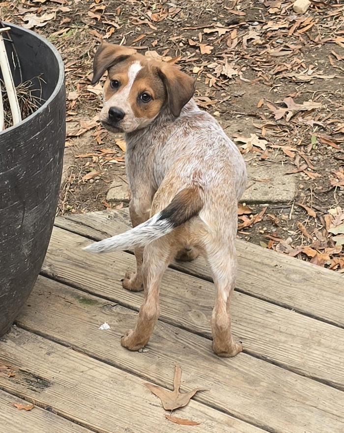 Enlarge Celexa, a Adopted mixed breed in Fredericksburg, VA image 3/3