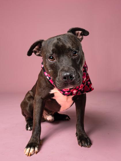 Stitch, Adoptable, Adult Male Pit Bull Terrier & Mixed Breed.