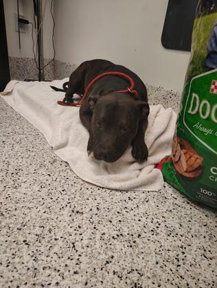 Stitch, a Adoptable mixed breed in Atlanta, GA image 2/2