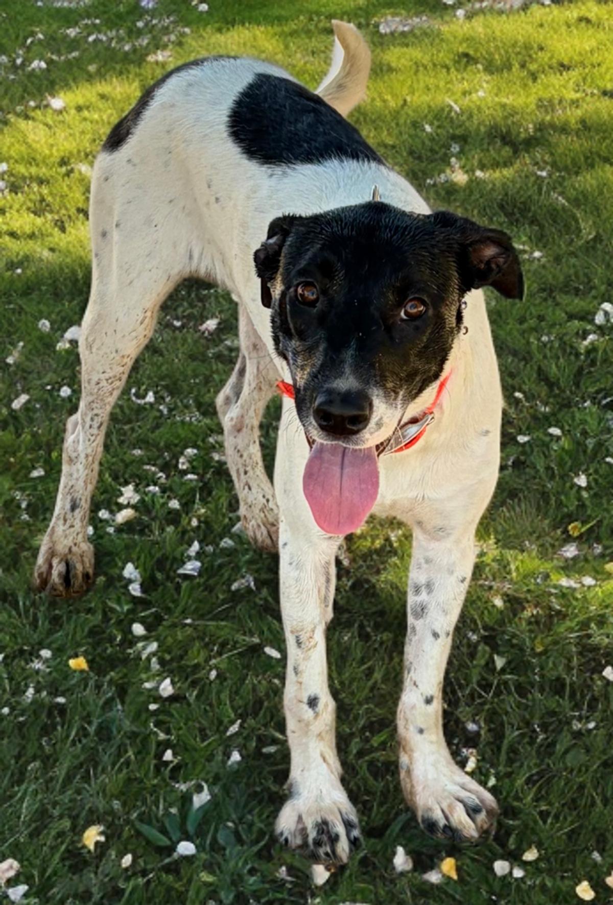 Enlarge Jen, a Adoptable mixed breed in Kingman, AZ image 1/3