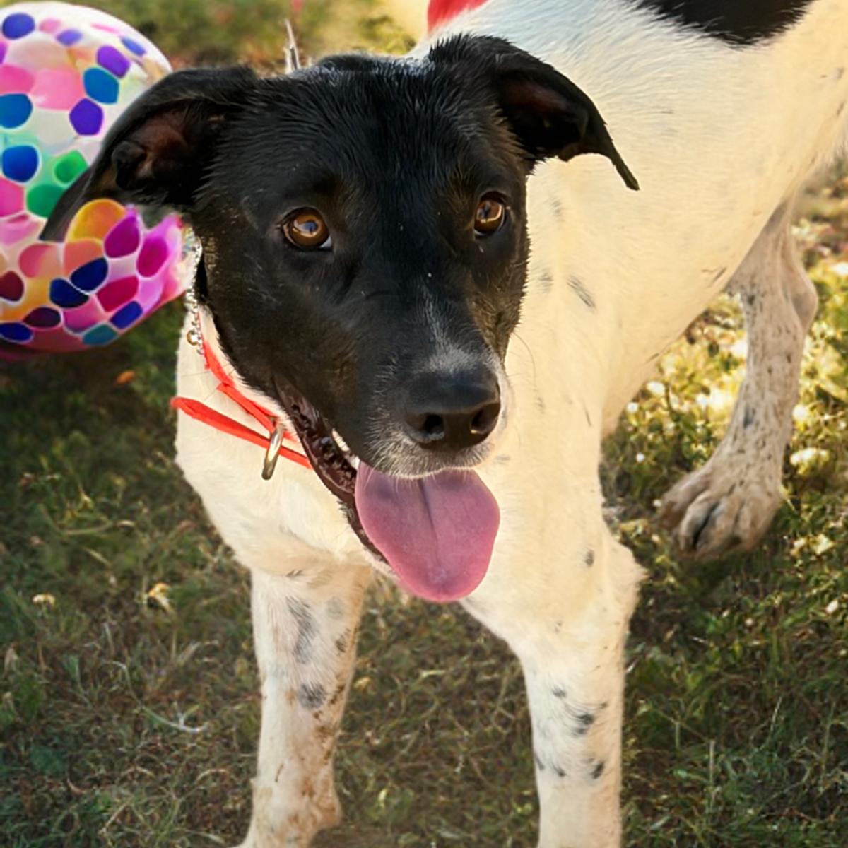 Enlarge Jen, a Adoptable mixed breed in Kingman, AZ image 2/3