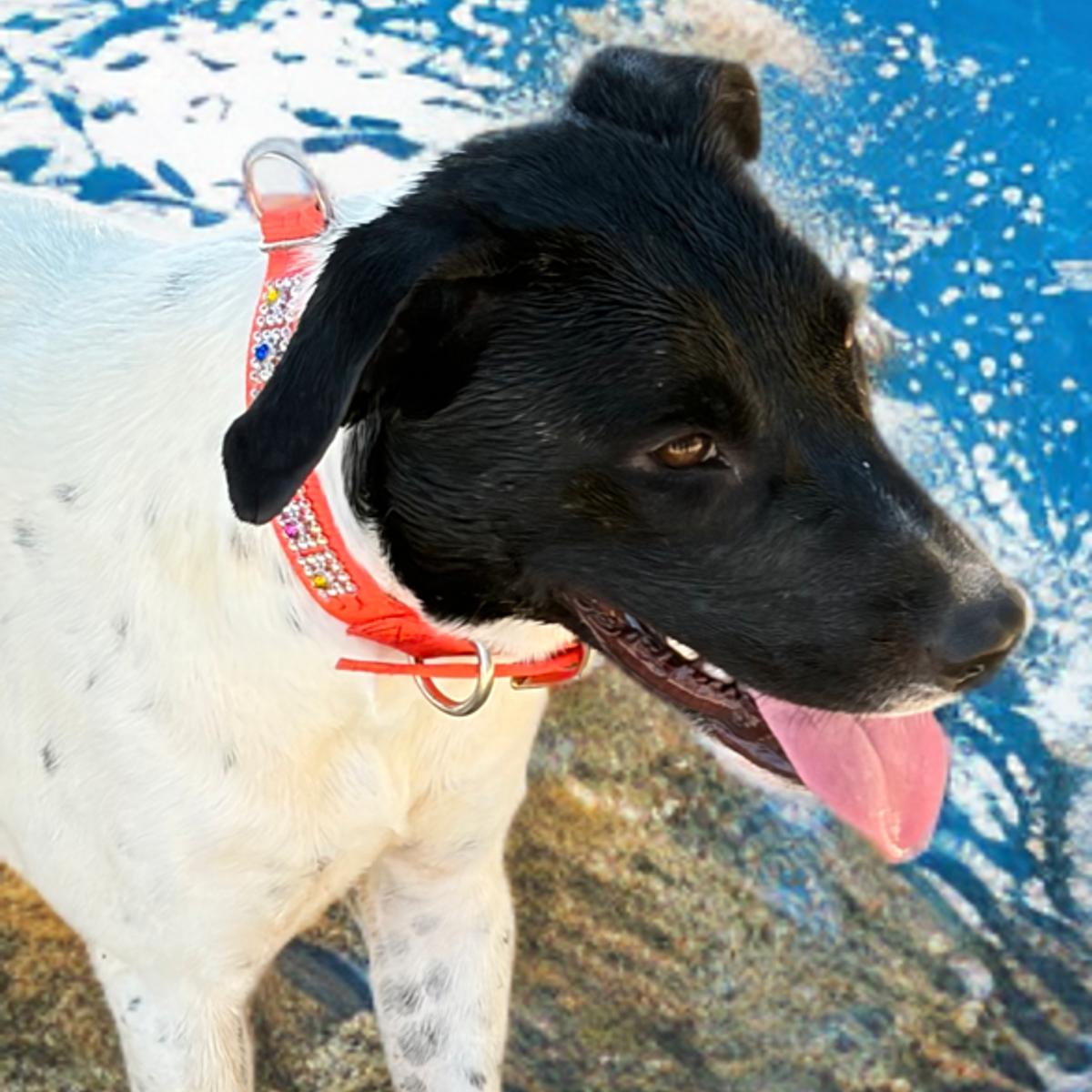 Enlarge Jen, a Adoptable mixed breed in Kingman, AZ image 3/3