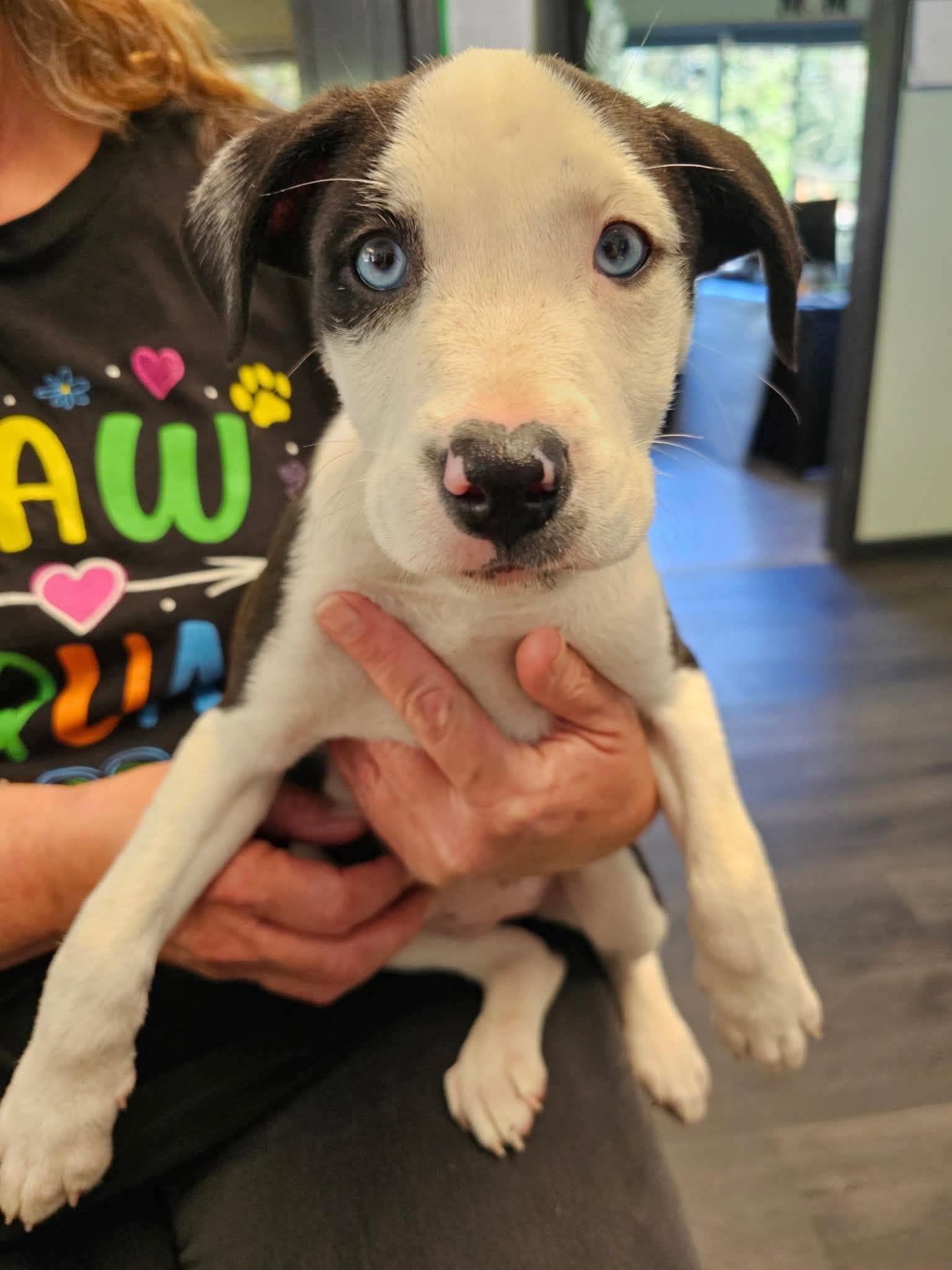 Winnie, Adopted, Young Female Pit Bull Terrier.