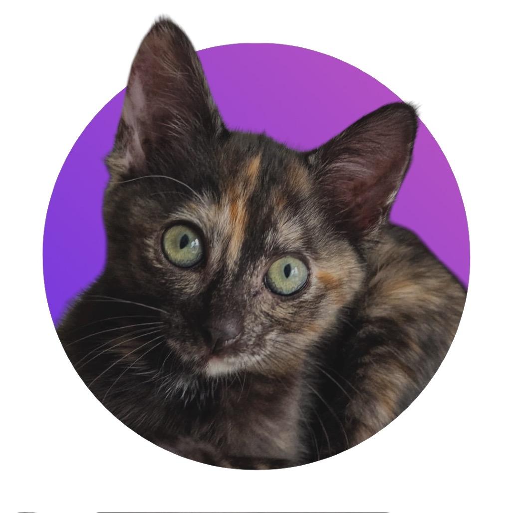 Compass, a Adoptable Domestic Short Hair in Pacific Grove, CA image 3/6