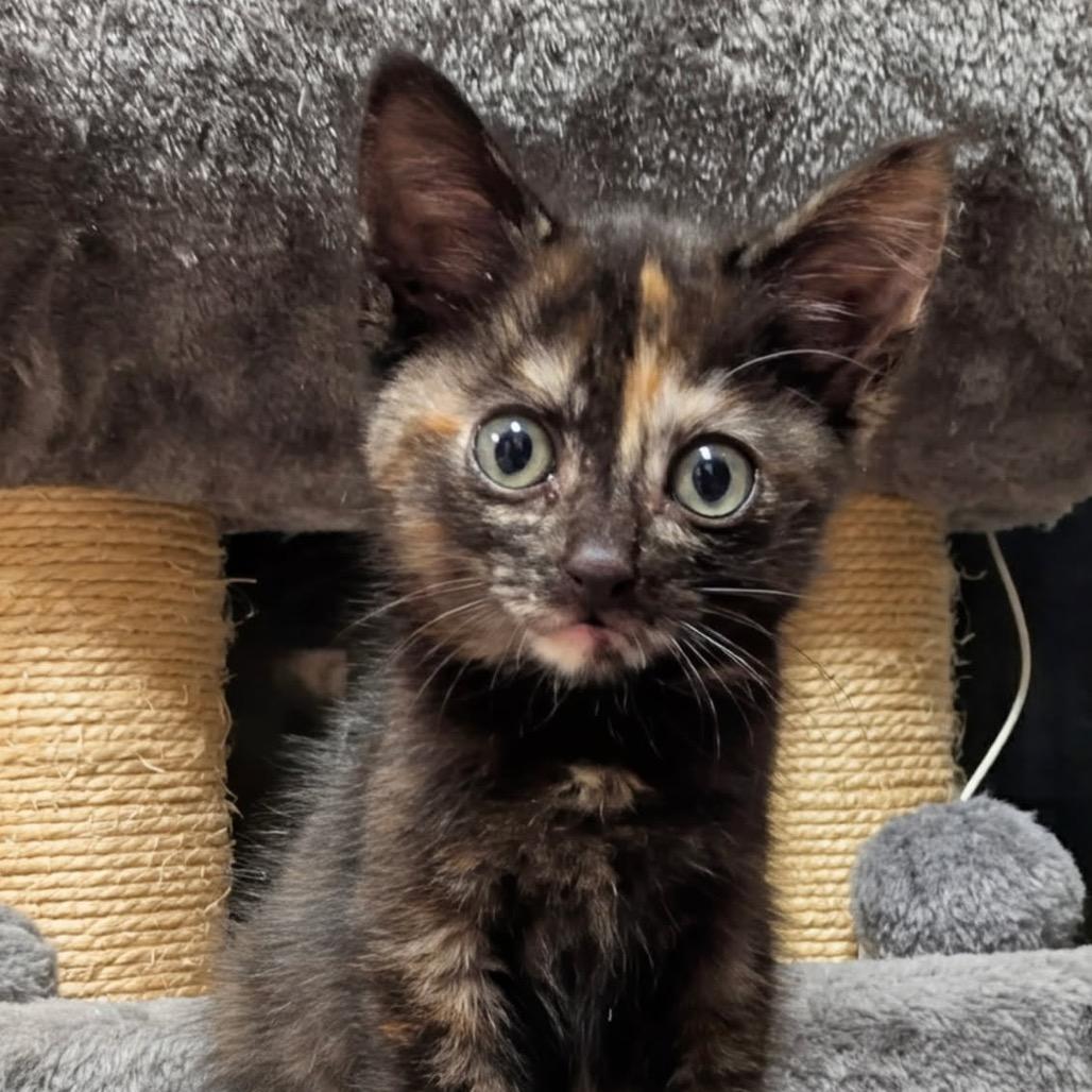 Compass, a Adoptable Domestic Short Hair in Pacific Grove, CA image 5/6